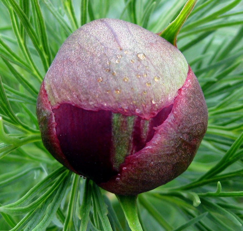 Изображение особи Paeonia tenuifolia.