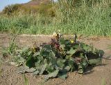 Sonchus oleraceus. Цветущее и плодоносящее растение. Краснодарский край, г. Усть-Лабинск, островок р. Кубань. 21.10.2017.