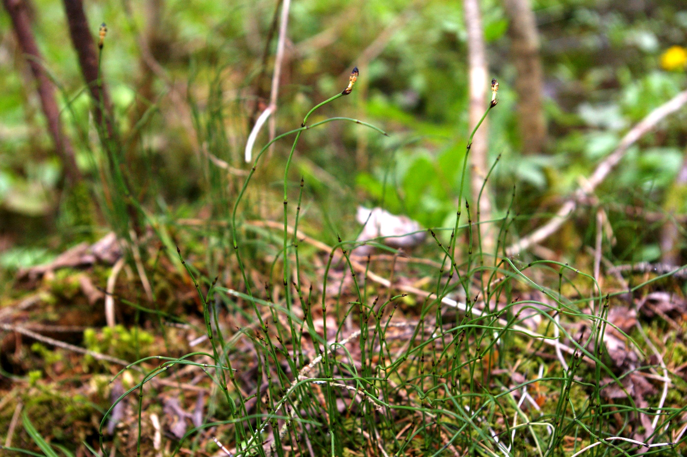 Изображение особи Equisetum scirpoides.