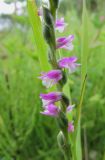 Spiranthes australis. Часть соцветия. Сахалинская обл., о. Итуруп, окр. с. Горное. 08.08.2017.