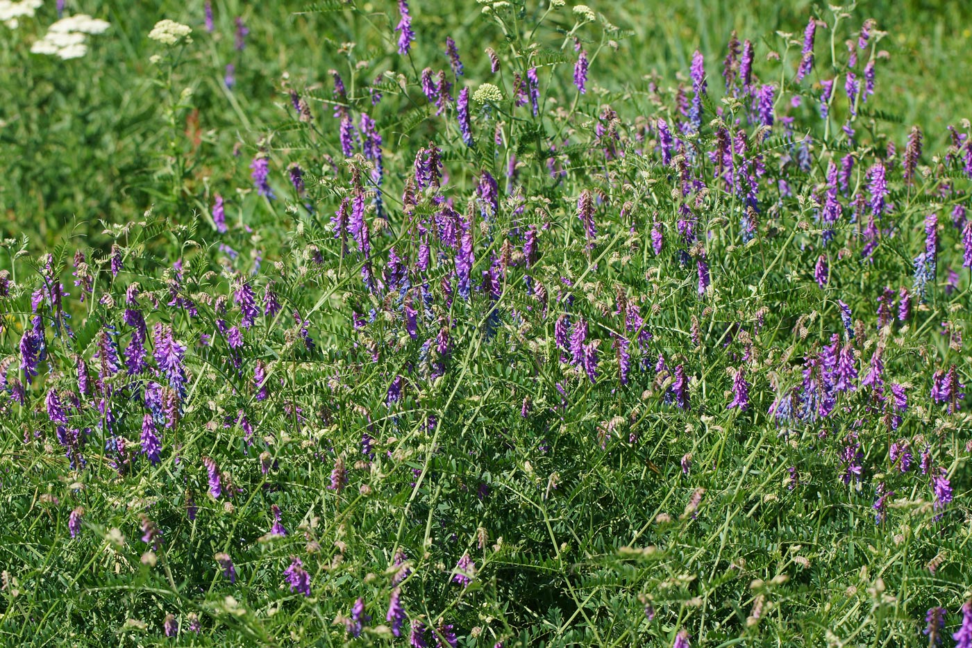 Image of Vicia cracca specimen.