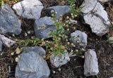 род Erigeron
