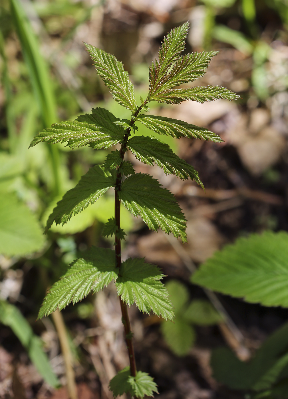 Изображение особи Filipendula ulmaria.