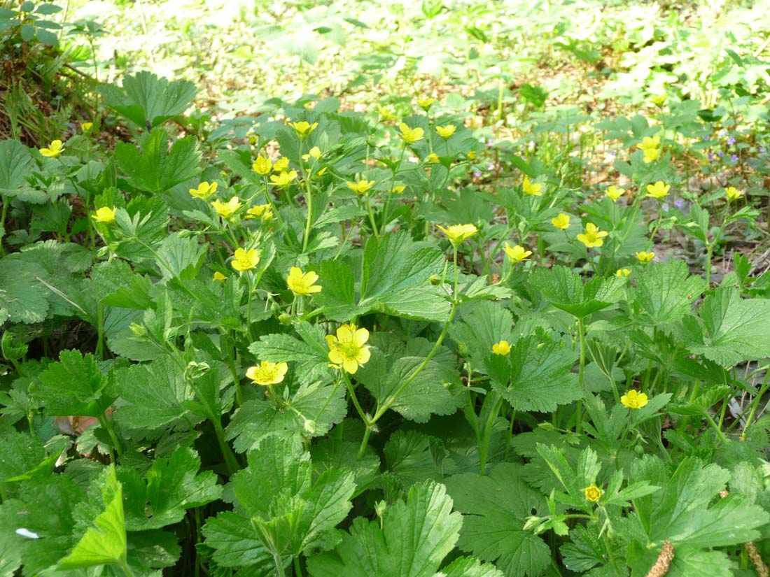 Изображение особи Waldsteinia geoides.