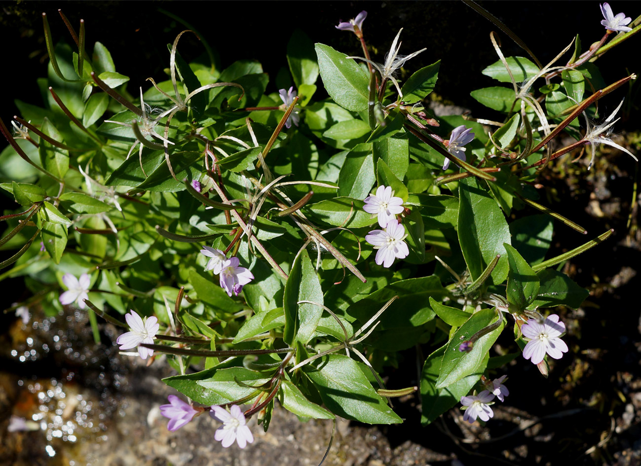 Изображение особи Epilobium anagallidifolium.