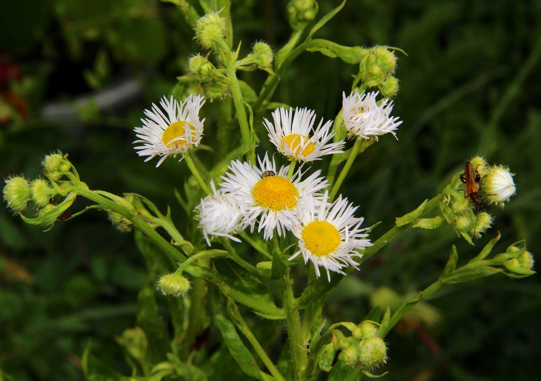 Изображение особи Erigeron annuus.