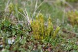 Huperzia appressa. Спороносящее растение в сообществе с Salix herbacea, Avenella flexuosa и Lycopodium lagopus (слева). Мурманская обл., Кольский р-н, окр. пос. Дальние Зеленцы, окр. Столбового озера, склон восточной экспозиции небольшой сопки, нивальная луговина. 03.08.2017.