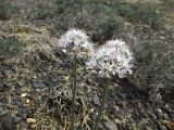 Allium tulipifolium