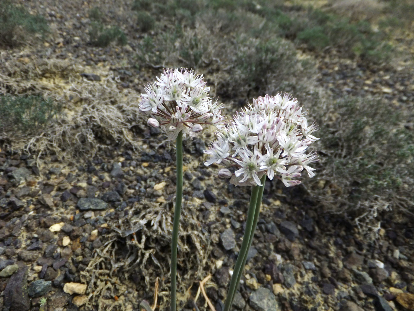 Image of Allium tulipifolium specimen.