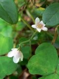 Linnaea borealis. Верхушка цветущего растения среди листьев Vaccinium vitis-idaea (вверху) и Oxalis acetosella (внизу). Свердловская обл., окр. г. Североуральск, сосново-лиственничный лес. 19.07.2017.