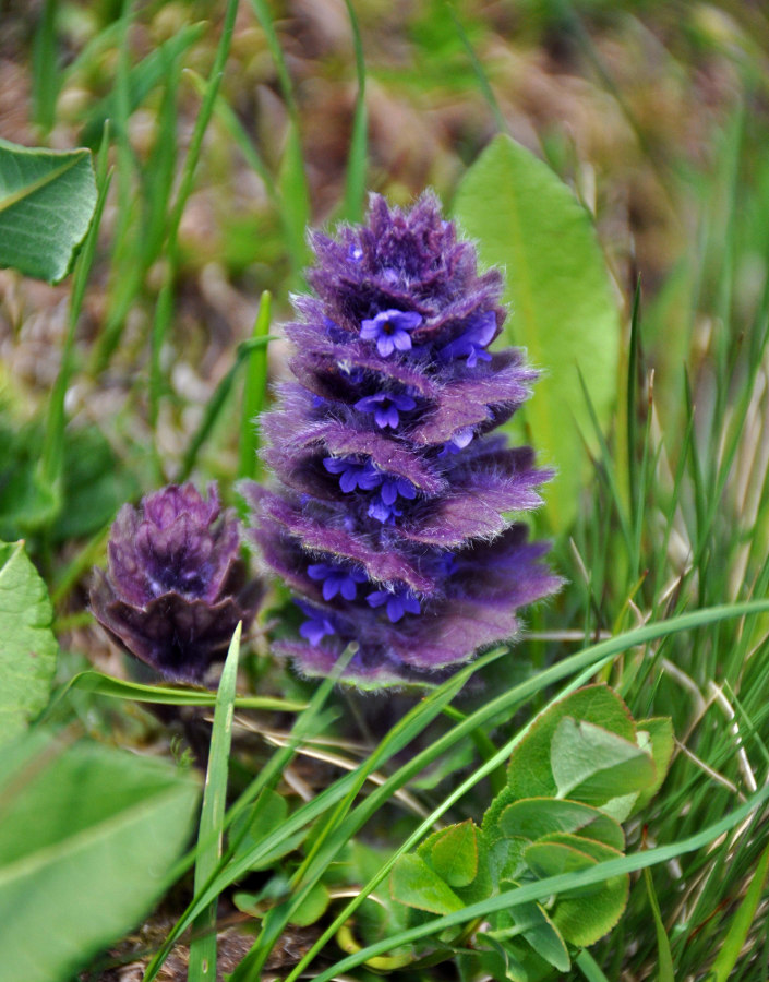 Image of Ajuga orientalis specimen.