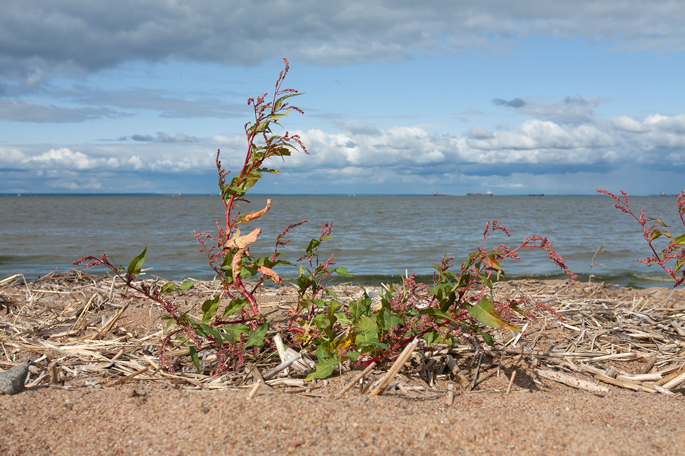 Image of Persicaria lapathifolia specimen.