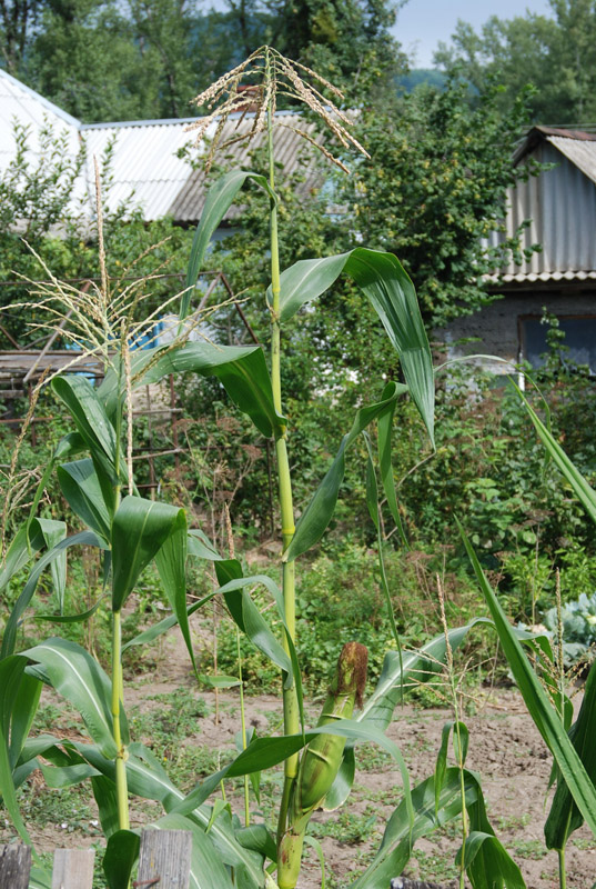 Изображение особи Zea mays.