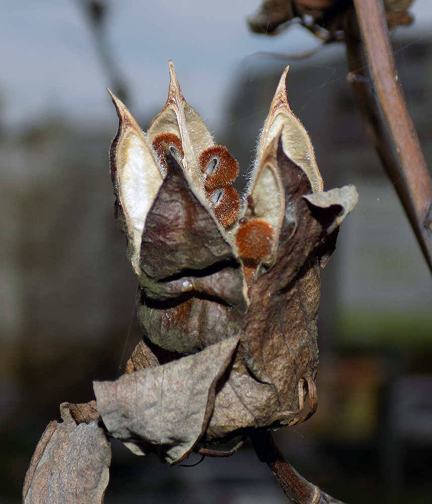 Image of Hibiscus &times; hybridus specimen.