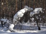 Padus avium. Дерево в состоянии зимнего покоя, согнувшееся под тяжестью снега. Иркутск, сосновый лес близ ул. Карпинская. 04.03.2018.