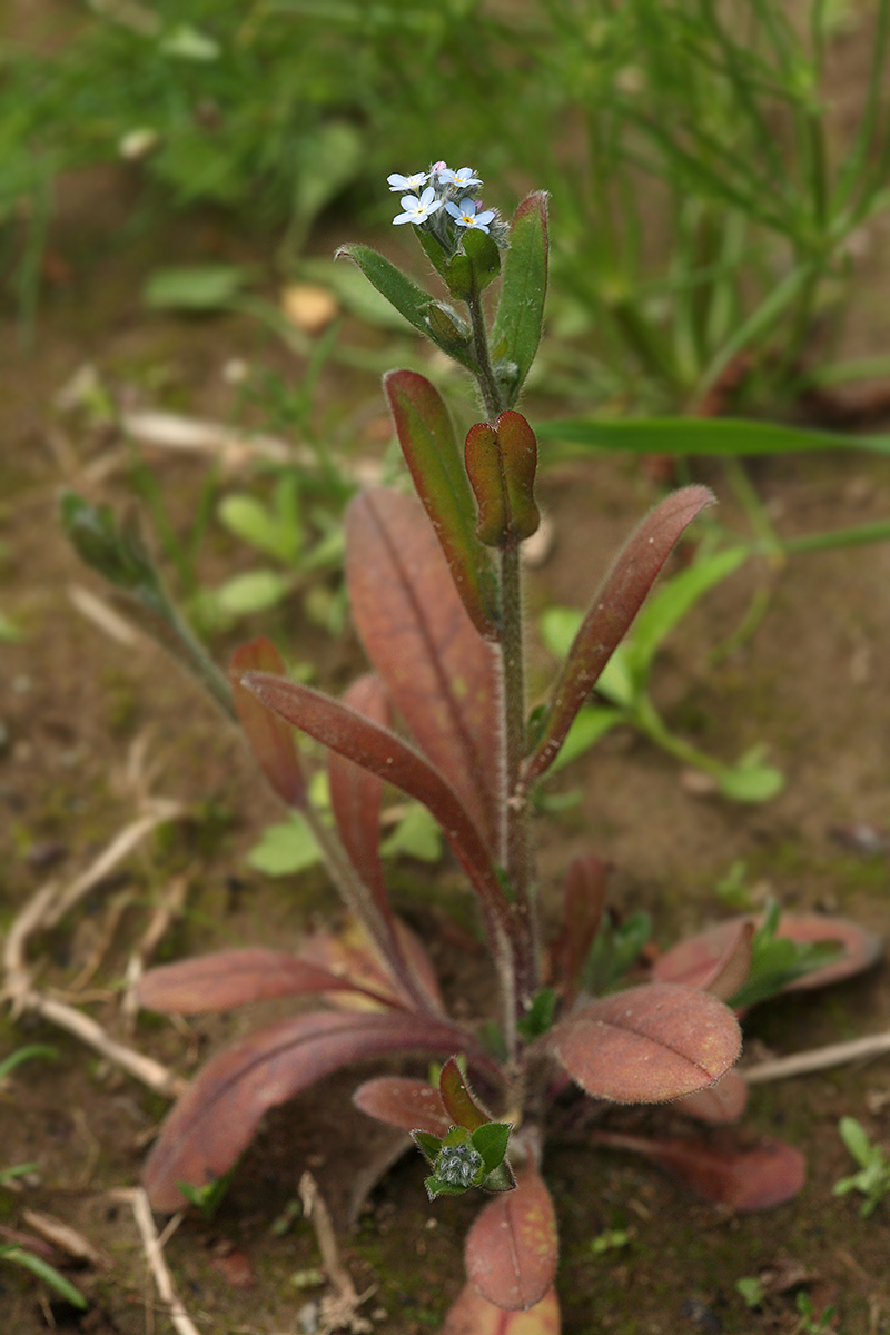 Изображение особи Myosotis arvensis.