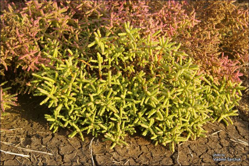 Изображение особи Salicornia perennans.