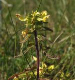 Pedicularis labradorica. Верхушка цветущего растения. Магаданская обл., Ольский р-н, Ольское побережье, окр. мыса Нюкля, кустарничковая тундра. 09.07.2016.