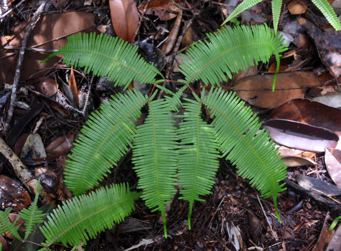 Изображение особи Dicranopteris linearis.