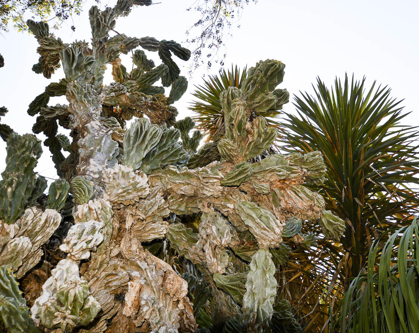 Изображение особи Cereus peruvianus var. monstrosus.