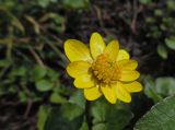 Ficaria verna