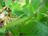 Lathyrus pisiformis. Часть стебля с прилистниками. Чувашия, окр. г. Шумерля, Кумашкинский заказник, Соколова поляна. 23 мая 2010 г.