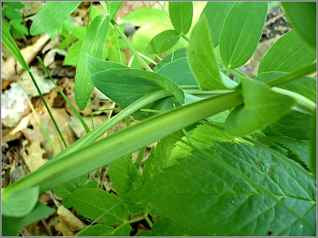 Изображение особи Lathyrus pisiformis.