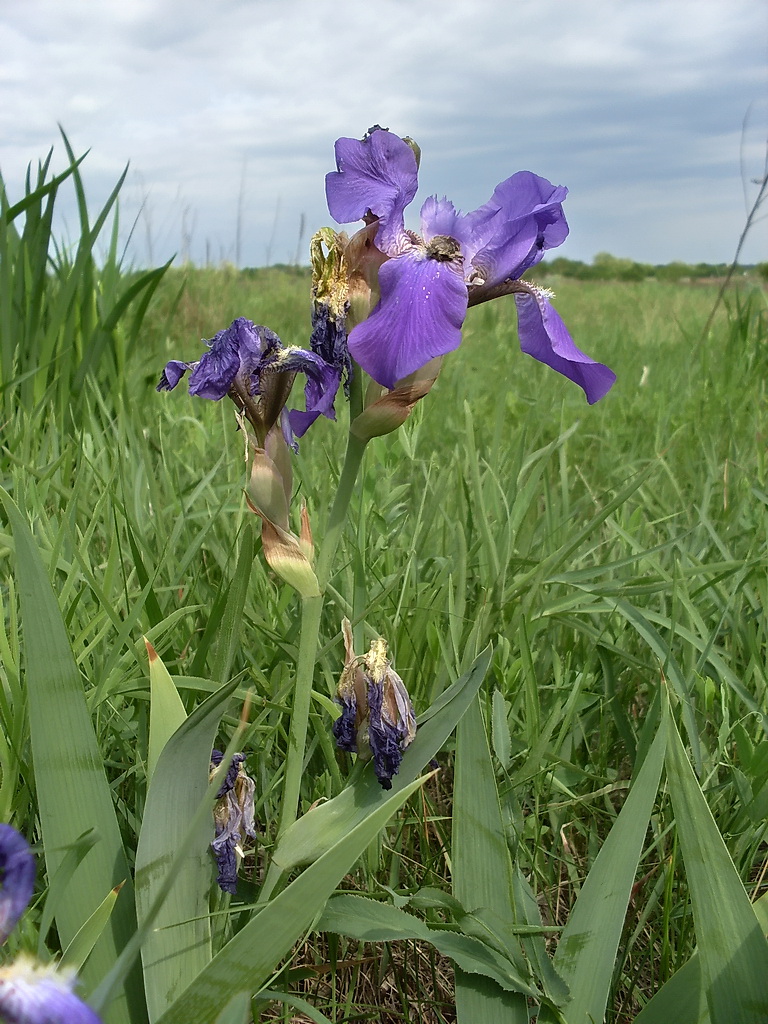 Изображение особи Iris nyaradyana.