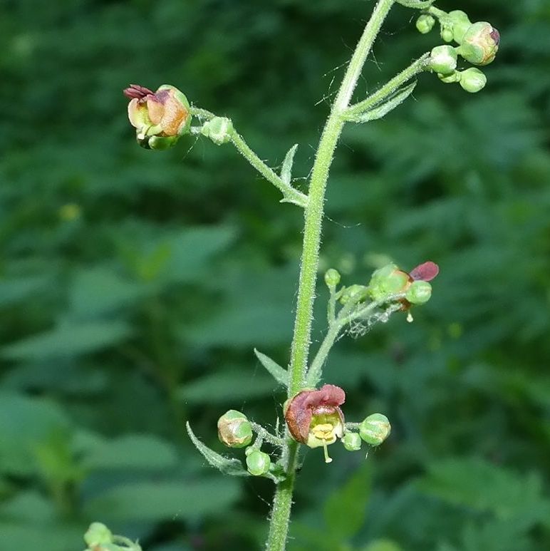 Image of Scrophularia scopolii specimen.