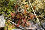 Drosera rotundifolia. Группа растений с развивающимися цветоносами. Московская обл., Солнечногорский р-н, Щепкино верховое болото. 17.06.2018.
