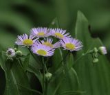 Erigeron annuus ssp. lilacinus