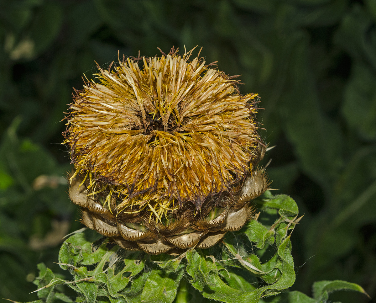 Изображение особи Grossheimia macrocephala.