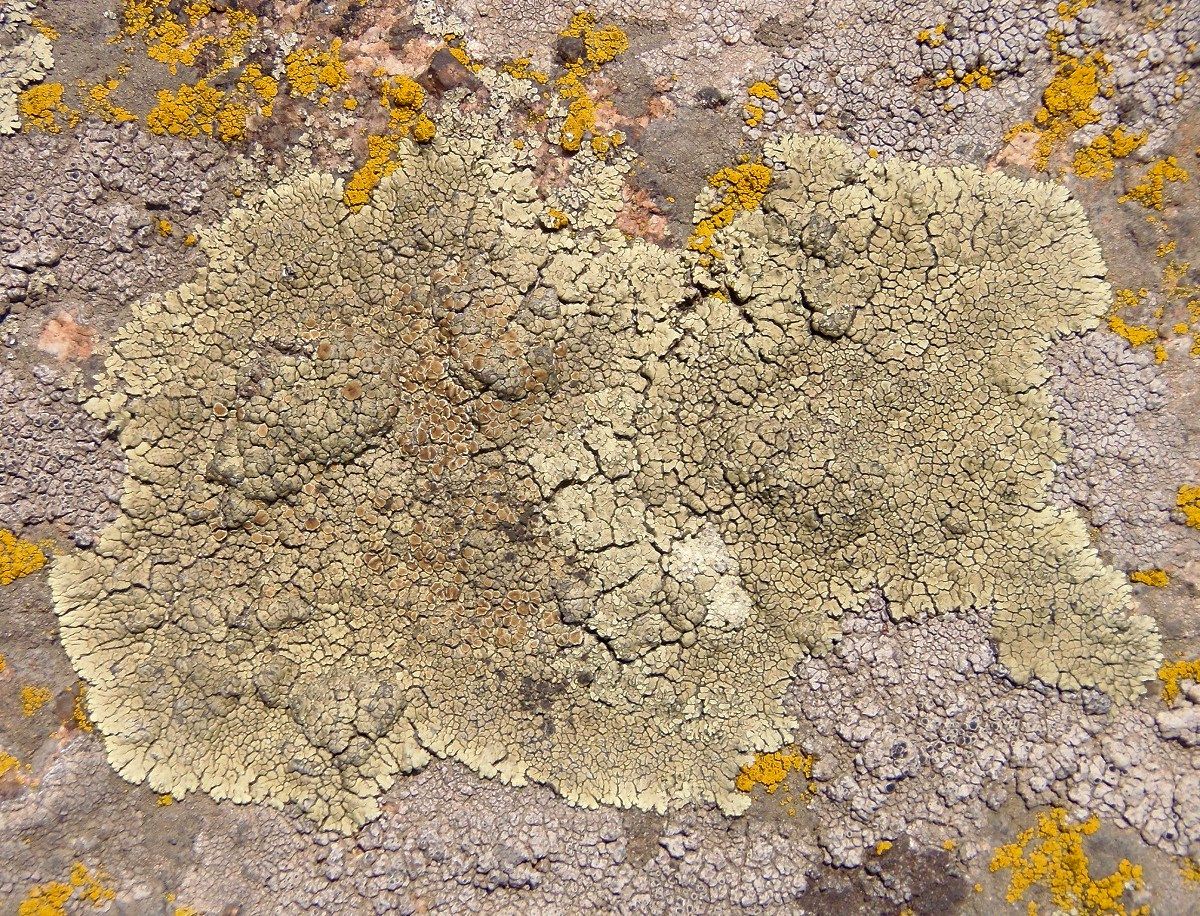 Изображение особи Lecanora muralis.