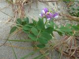 Lathyrus japonicus подвид maritimus. Цветущее растение. Калининградская обл., г. Балтийск, городской пляж. 11 августа 2018 г.