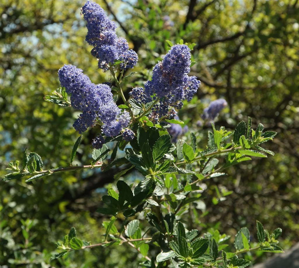 Image of Ceanothus thyrsiflorus specimen.