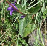 Campanula trautvetteri. Фрагмент стебля с листом и бутоном. Грузия, Казбегский муниципалитет, окраина с. Степанцминда, зап. склон горы Куро, горный луг. 31.07.2018.