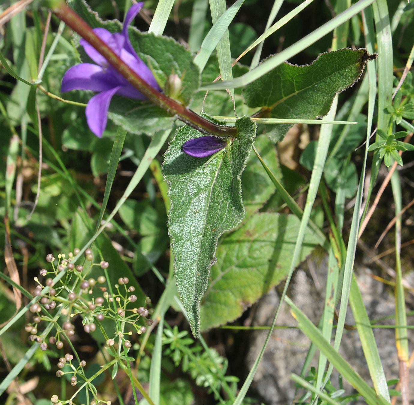 Изображение особи Campanula trautvetteri.