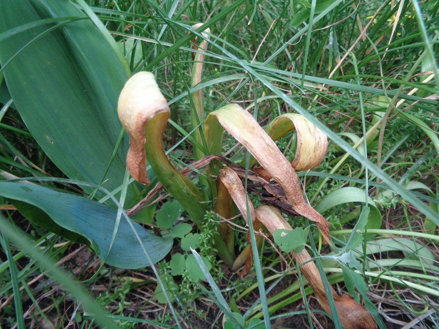 Image of Hyacinthus orientalis specimen.