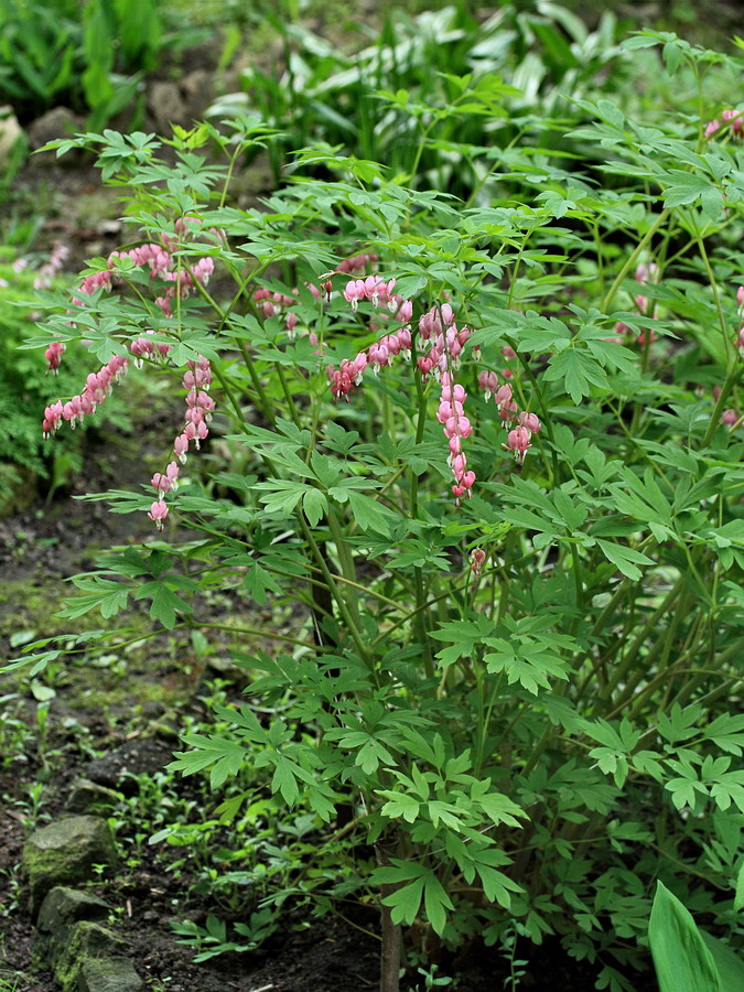 Image of Dicentra spectabilis specimen.