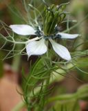 Nigella damascena