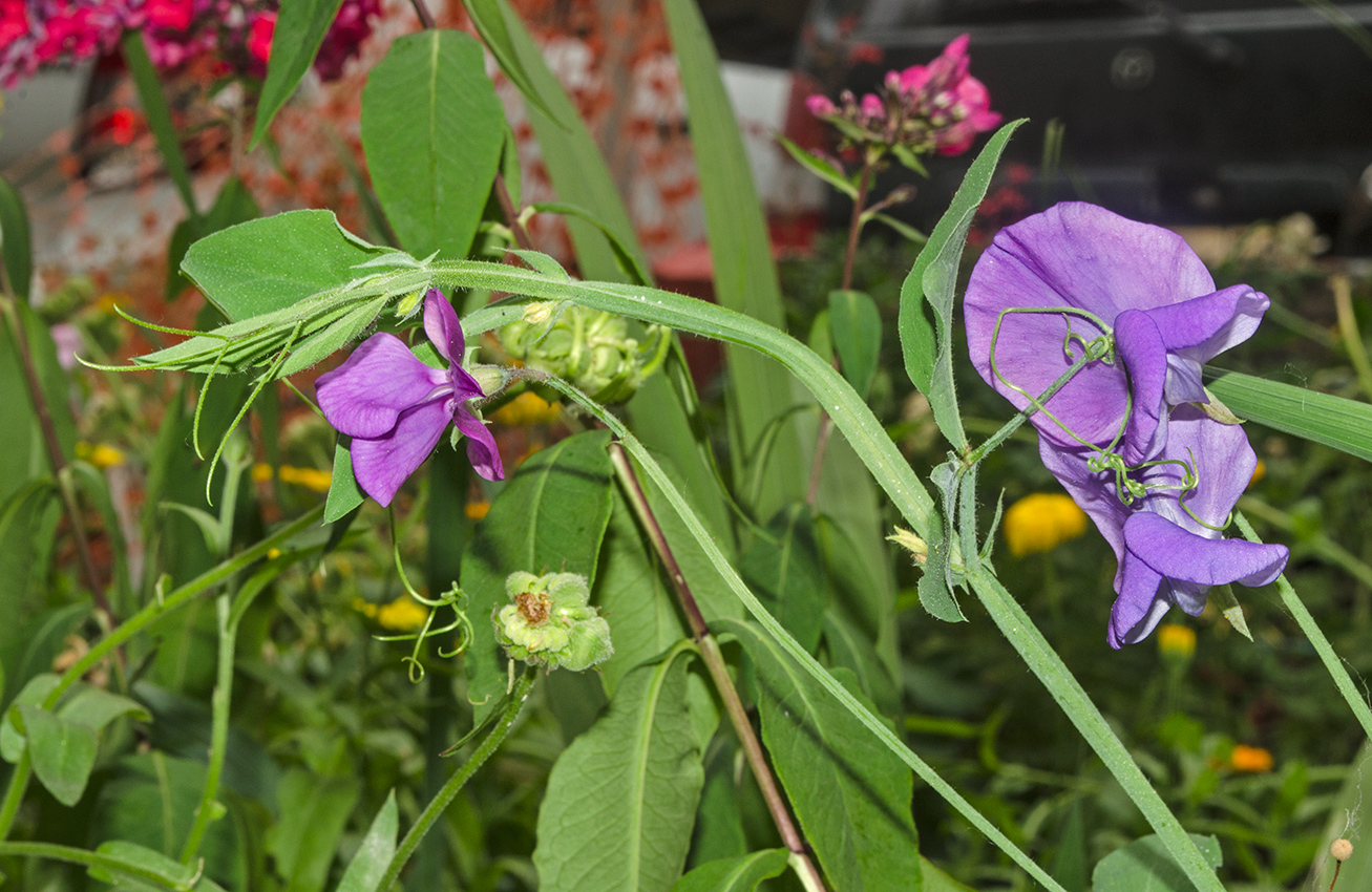 Изображение особи Lathyrus odoratus.