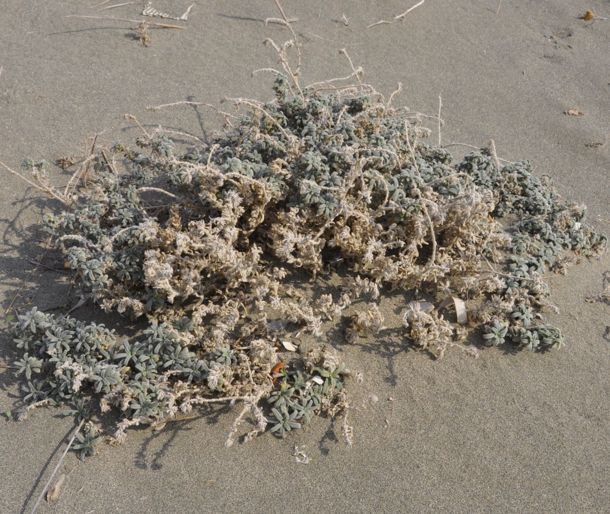 Image of Echium angustifolium specimen.