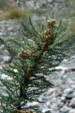 Image of taxon representative. Author is Денис Полевой