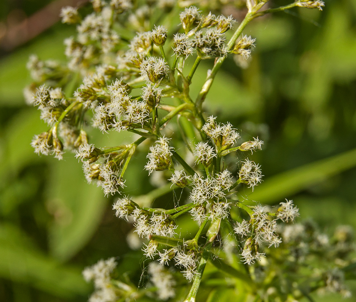 Изображение особи Scirpus sylvaticus.