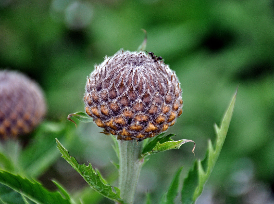 Image of Stemmacantha carthamoides specimen.