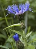 Centaurea montana