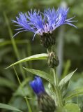 Centaurea montana. Верхушка цветущего растения. Новосибирск, в культуре. 09.06.2010.