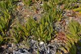 Carpobrotus acinaciformis. Вегетирующие растения. Кипр, г. Айа-Напа, центральная часть пляжной зоны Нисси-Бич, охраняемая зона с растущими на ней эндемиками. 01.10.2018.