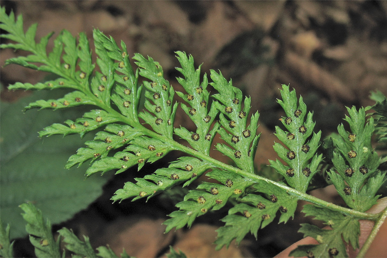 Image of Rhizomatopteris montana specimen.