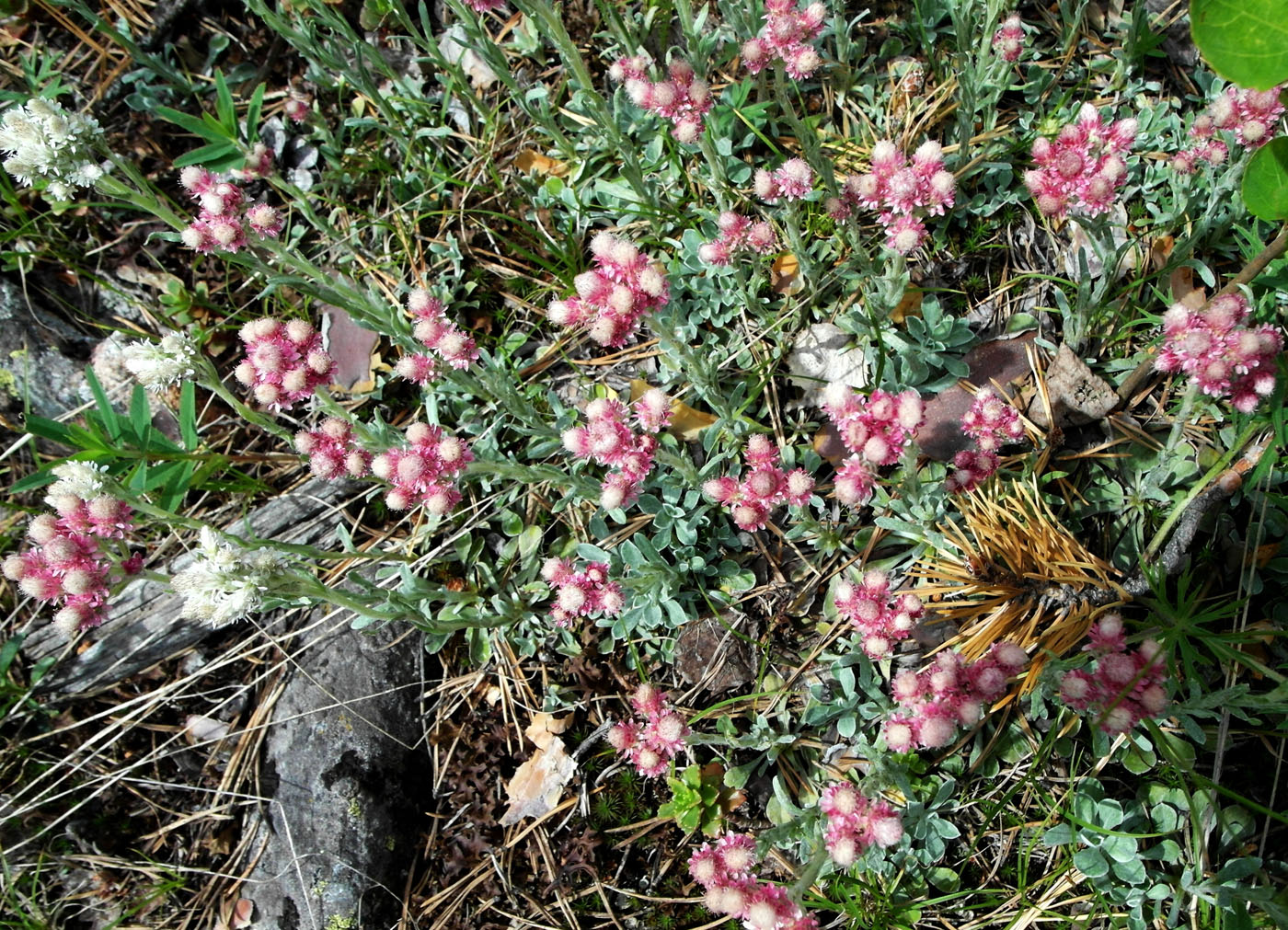 Image of Antennaria dioica specimen.